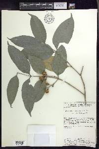 Bunchosia lindeniana image