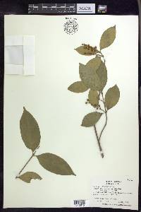 Bunchosia lindeniana image