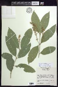 Bunchosia lindeniana image