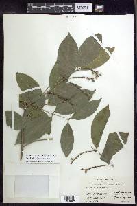 Bunchosia lindeniana image