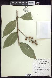 Bunchosia lindeniana image