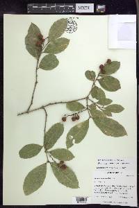 Bunchosia lindeniana image