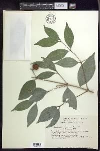 Bunchosia lindeniana image