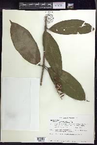 Bunchosia lindeniana image