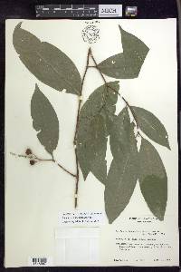 Bunchosia lindeniana image