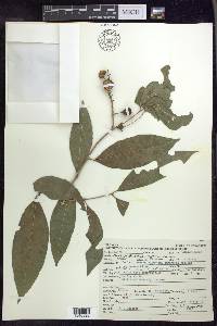 Bunchosia lindeniana image