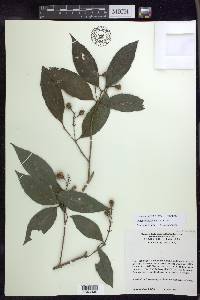 Bunchosia lindeniana image