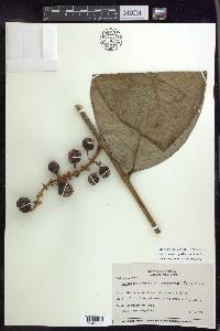 Bunchosia macrophylla image