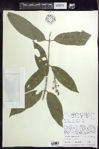 Bunchosia lindeniana image