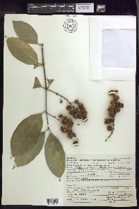 Bunchosia lindeniana image