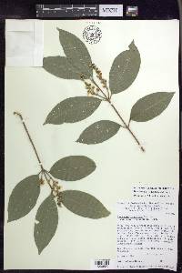 Bunchosia lindeniana image