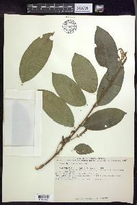 Bunchosia lindeniana image