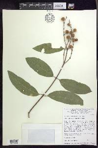 Bunchosia lindeniana image