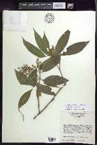 Bunchosia lindeniana image