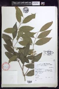 Bunchosia lindeniana image