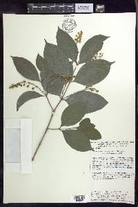 Bunchosia lindeniana image