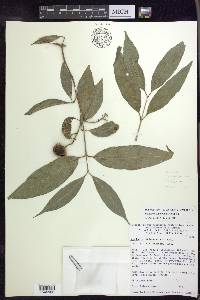 Bunchosia lindeniana image