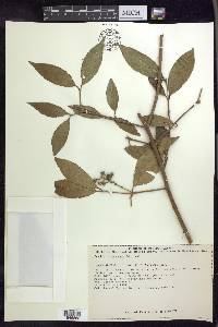 Bunchosia lindeniana image