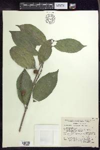 Bunchosia lindeniana image