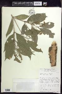 Bunchosia lindeniana image