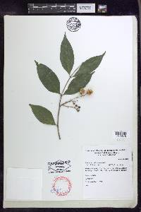 Bunchosia lindeniana image