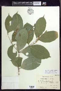 Bunchosia lindeniana image