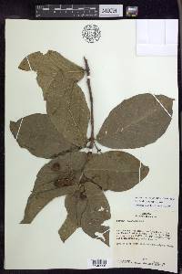 Bunchosia macrophylla image