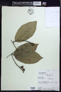 Bunchosia hookeriana image