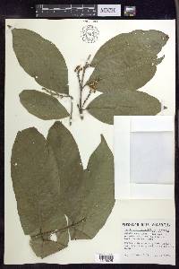 Bunchosia decussiflora image