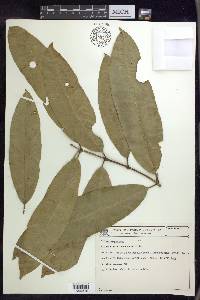 Bunchosia acuminata image