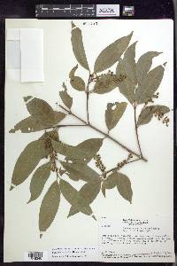 Bunchosia apiculata image