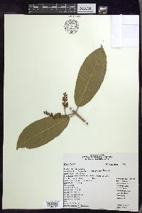 Bunchosia acuminata image