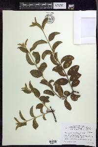 Glicophyllum ramiflorum image