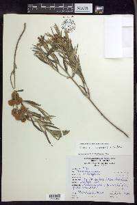 Glicophyllum salicifolium image