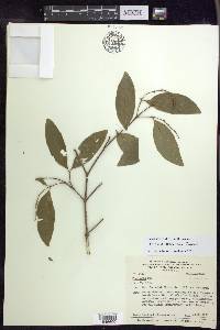 Bunchosia cestrifolia image