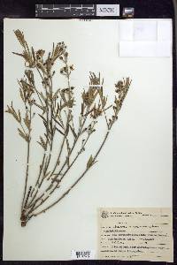 Glicophyllum salicifolium image