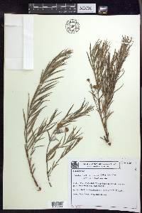 Glicophyllum salicifolium image