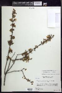 Glicophyllum ramiflorum image