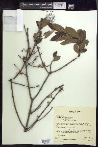 Glicophyllum ramiflorum image