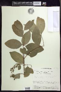 Bunchosia diphylla image