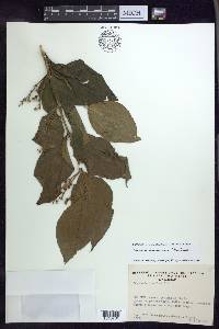 Bunchosia glandulosa image