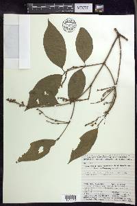 Bunchosia decussiflora image