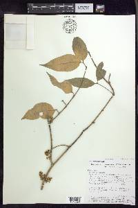 Bunchosia cauliflora image