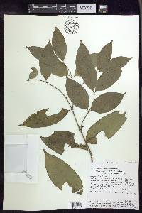 Bunchosia cauliflora image