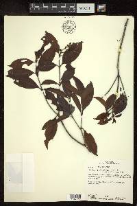 Byrsonima eugeniifolia image