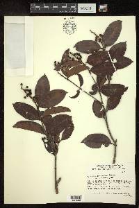 Byrsonima eugeniifolia image