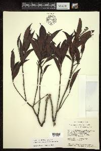 Byrsonima eugeniifolia image