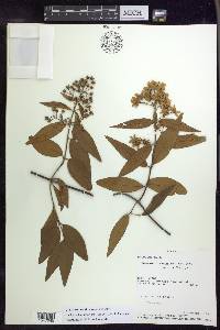 Niedenzuella suaveolens image