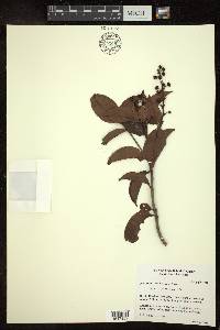 Byrsonima eugeniifolia image