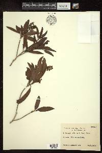 Byrsonima eugeniifolia image